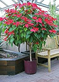 Mixed Poinsettia Flower Seeds for Planting | Garden Favorite Heirloom Non-GMO Organic Garden Seeds