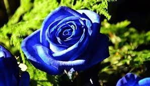Dark Blue Rose Flower Seeds for Planting – Heirloom, Non-GMO, Garden Favorite Organic Garden Seeds