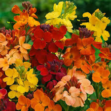 Wallflower Cheiranthus Cheiri Seeds for Planting – Heirloom, Non-GMO, High Germination Garden Seeds