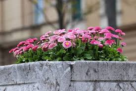 Mixed Bellis Perennis Flower Seeds for Planting – Low Maintenance, Heirloom, Non-GMO, High Germination