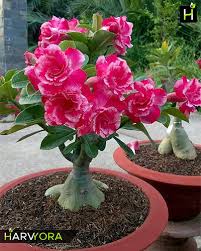 Bonsai Rose Flower Seeds for Planting – Heirloom, Non-GMO, Hardy Variety, High Germination Organic Garden Seeds