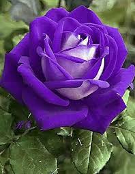 Violet White Rose Flower seeds for Planting - Seasonal Bloomer, Heirloom & GMO Free Seeds for Home Garden