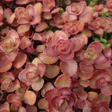 Carpet Sedum Flower Seeds – Heirloom Non-GMO Organic Garden Seeds for Planting – Ground Cover Favorite, High Germination