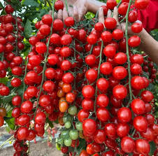 Climbing or Waterfall Tomato Seeds for Planting – Heirloom, Non-GMO, High Germination Organic Seeds for Vertical Gardens
