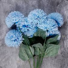 Sky Blue &amp; White Chrysanthemum Flower Seeds for Planting – Cottage Garden Heirloom, Non-GMO, High Germination Garden Seeds