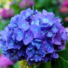 Hydrangea Flower seeds for Planting – Low Maintenance, Heirloom & GMO Free Seeds for Home Garden, High Germination