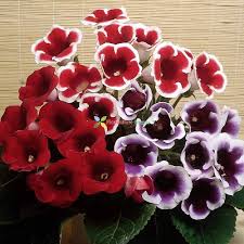 Gloxinia Red and Purple Flower Seeds for Planting – Bright Blooms, Heirloom, Non-GMO, High Germination