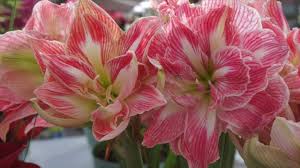 Hippeastrum Flower Seeds for Planting – Heirloom, Non-GMO, Compact Growth Organic Garden Seeds