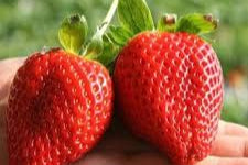 Giant Strawberry Fruit Seeds for Planting – Heirloom, Non-GMO for Large Juicy Berries