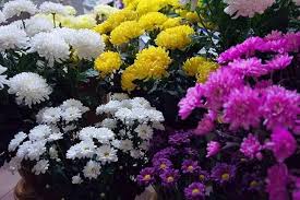 Chrysanthemum Perennial Flower Seeds – Heirloom, Non-GMO, Shade-Tolerant Organic Garden Seeds