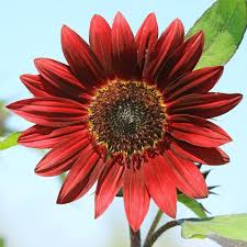 Red SunFlower Seeds for Planting – Vibrant Colors Heirloom Non-GMO GMO Free Seeds for Home Garden