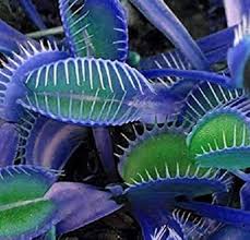 Blue Venus Fly Trap Flower Seeds for Planting | Heirloom Non-GMO High Germination