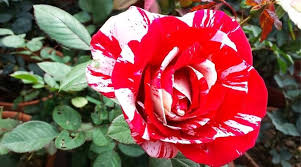 Osiria Rose Flower Seeds for Planting – Compact Growth, Heirloom, Non-GMO & High Germination Seeds