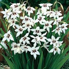Acidanthera Flower Seeds for Planting – Fragrant Blossoms, Heirloom, Non-GMO, High Germination Garden Seeds