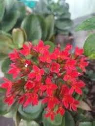 Red Narcissus Flower Seeds for Planting – Premium Quality Heirloom Non-GMO High Germination Organic Garden Seeds