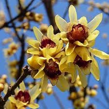 Chimonanthus Praecox Flower Seeds for Planting – Pollinator Friendly, Heirloom, Non-GMO, High Germination