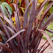 Red Phormium Flower Seeds for Planting – Heirloom, Non-GMO, Premium Quality Organic Garden Seeds