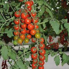 Climbing or Waterfall Tomato Seeds for Planting – Heirloom, Non-GMO, High Germination Organic Seeds for Vertical Gardens