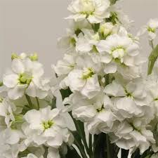 White Matthiola Incana Flower Seeds for Planting – Heirloom, Non-GMO, High Germination, Cut Flower Garden Favorite
