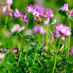 Purple Astragalus Flower Seeds for Planting – Drought Tolerant, Heirloom, Non-GMO & Organic Garden Seeds