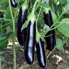 Brinjal flower seeds for planting - Heirloom & Non-GMO Garden Seeds