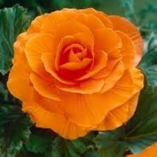 Light Orange Camellia Flower Seeds – Heirloom Non-GMO Organic Garden Seeds for Planting – High Germination Blooms