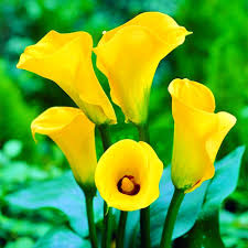 Heirloom Zantedeschia Flower Seeds – Non-GMO, Colorful Blooms Organic Garden Seeds for Planting