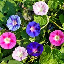 Ipomea Flower Seeds for Planting – Heirloom, Non-GMO, Wildflower Mix Organic Garden Seeds
