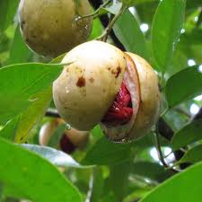 Myristica Fragrans Fruit Seeds for Planting – Heirloom, Non-GMO for Nutmeg Spice Trees
