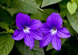 Heirloom Browallia Flower Seeds for Planting – Non-GMO, Fragrant Organic Garden Seeds