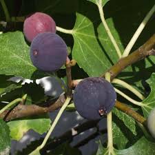 Fruit Seeds,Garden seeds, Seeds For Planting,Plant Seeds