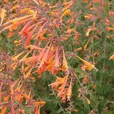 Orange Agastache Navajo Flower Seeds for Planting | Pollinator Friendly Heirloom Non-GMO Organic Garden Seeds