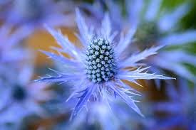 Blue Eryngium Planum Flower Seeds for Planting – Long Bloom Season, Heirloom, Non-GMO, High Germination Organic Garden Seeds
