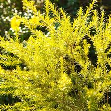 Yellow Alpine Bottlebrush Flower Seeds for Planting Heirloom Non-GMO High Germination Organic Garden Seeds