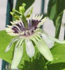 Colinvauxii Passion Flower Seeds for Planting – Heirloom, Non-GMO, Colorful Display Organic Garden Seeds