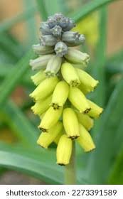 Macrocarpum Flower Seeds – Heirloom Non-GMO Organic Garden Seeds for Planting – Fragrant Blooms, High Germination