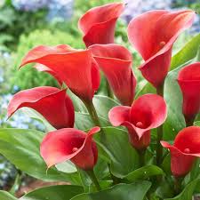 Heirloom Zantedeschia Flower Seeds – Non-GMO, Colorful Blooms Organic Garden Seeds for Planting