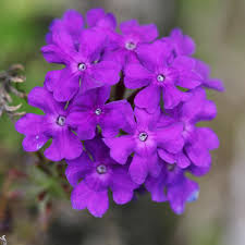 Purple Verbena Flower Seeds for Planting – Heirloom, Non-GMO, High Germination, Wildflower Mix for Home Gardens