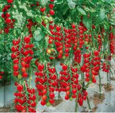 Climbing or Waterfall Tomato Seeds for Planting – Heirloom, Non-GMO, High Germination Organic Seeds for Vertical Gardens