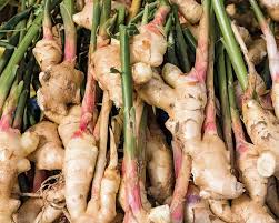 Perennial Ginger Seeds for Planting – Mixed Heirloom Non-GMO Rhizomes, High Germination Organic Spice Garden Seeds