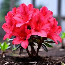 Light Red Azalea Flower seeds for Planting - Cut Flower Favorite, Heirloom & GMO Free Seeds for Home Garden, 100pcs