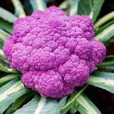 Purple Cauliflower Seeds for Planting – Heirloom, Non-GMO, Colorful Organic Garden Seeds – High Germination, Antioxidant-Rich