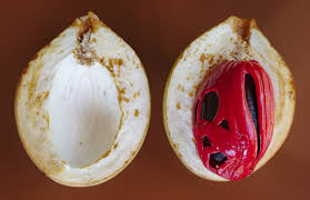 Myristica Fragrans Fruit Seeds for Planting – Heirloom, Non-GMO for Nutmeg Spice Trees