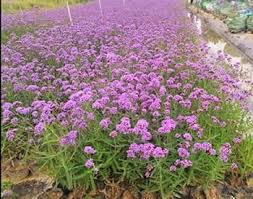 Vervain Flower Seeds for Planting – Hardy Heirloom, Non-GMO High Germination Organic Garden Seeds