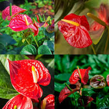 Anthurium Flower Seeds for Planting - Easy to Grow, Heirloom, Non-GMO & High Germination Garden Seeds, 100pcs