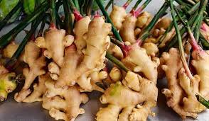Perennial Ginger Seeds for Planting – Mixed Heirloom Non-GMO Rhizomes, High Germination Organic Spice Garden Seeds