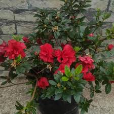 Light Red Azalea Flower seeds for Planting - Cut Flower Favorite, Heirloom & GMO Free Seeds for Home Garden, 100pcs