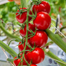 Deep Red Tomato flower seeds for planting - Heirloom & Non-GMO Garden Seeds