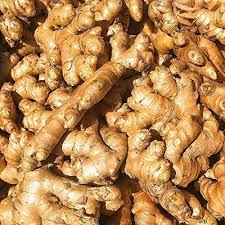 White Brown Ginger Seeds for Planting – Heirloom, Non-GMO, High Germination Organic Seeds for Spicy Flavorful Roots