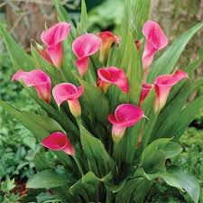 Heirloom Zantedeschia Flower Seeds – Non-GMO, Colorful Blooms Organic Garden Seeds for Planting